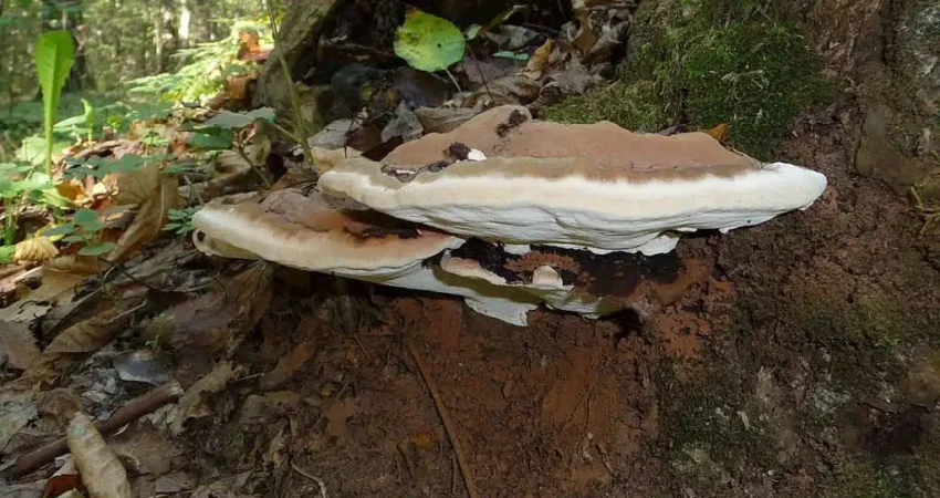 tree mushrooms
