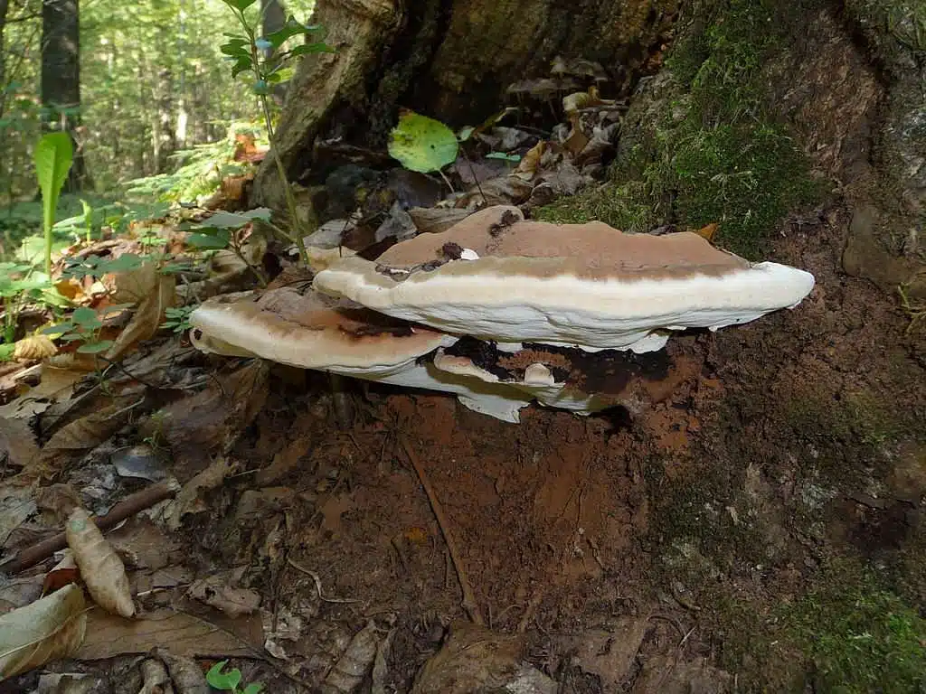 tree mushrooms