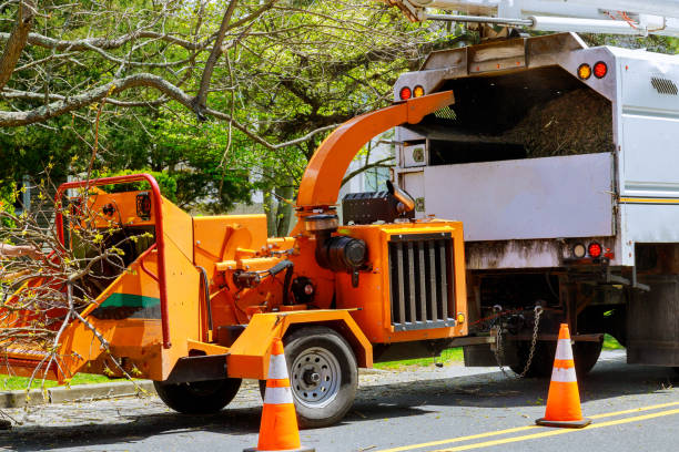 local stump removal