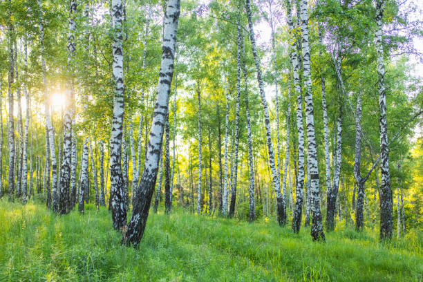 birch trees michigan